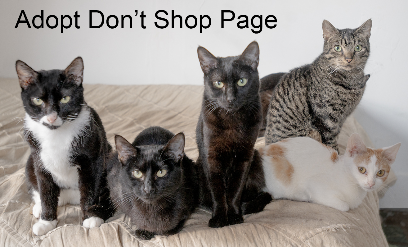 TOP CAT SANCTUARY Cat Photo.jpg